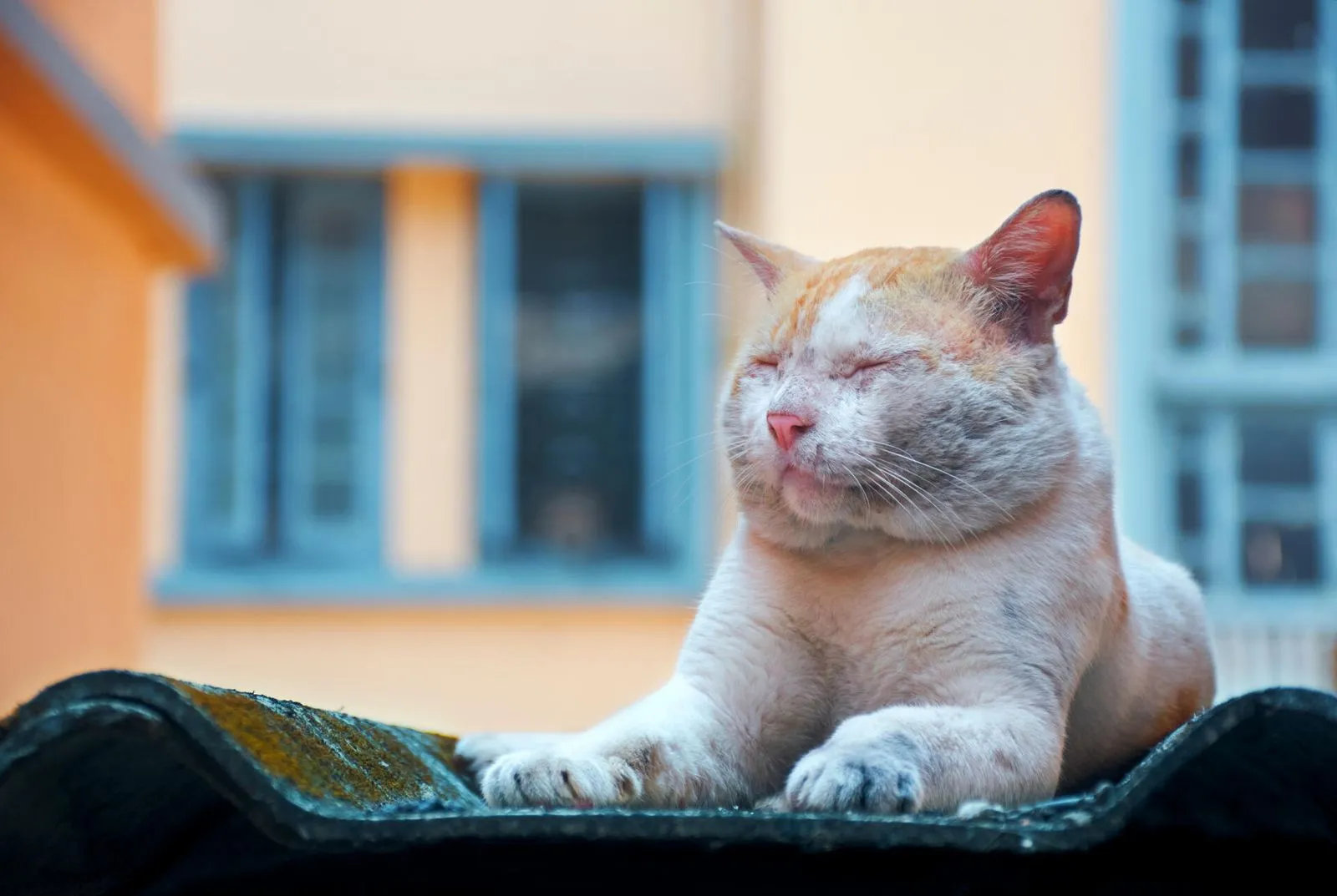 Can pets be exposed to asbestos