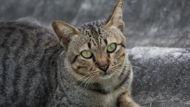 Pet cat on asbestos roof