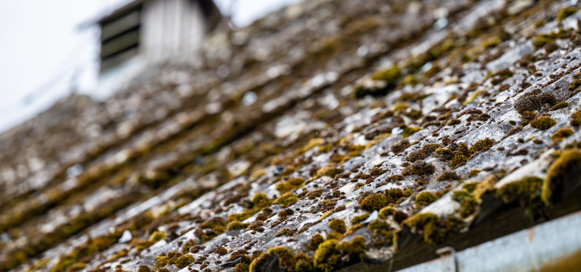 Moss growing on asbestos cement corrugated roof